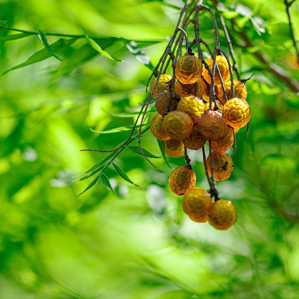 La Purita Botanical Clarify Fortify Shampoo+Conditioner I Fine Hair