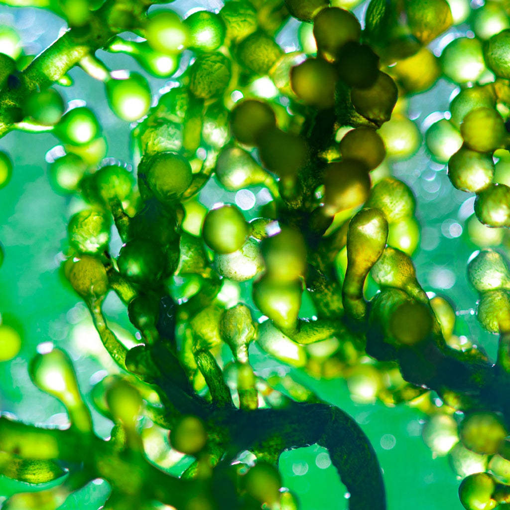 Omega A Plant Retinol Deep Skin Treatment I Concentrated Botanicals