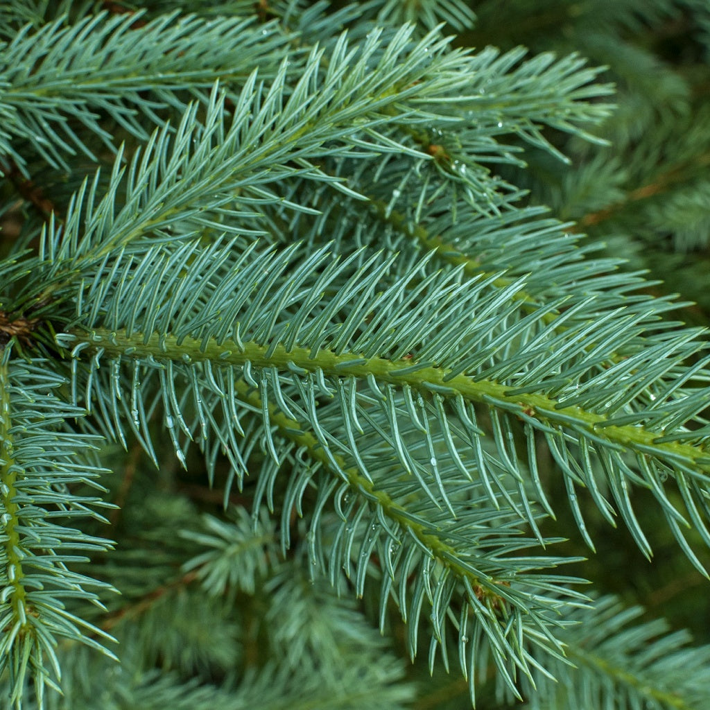 Vancouver Spruce Sea Signature Pure Soy Melt