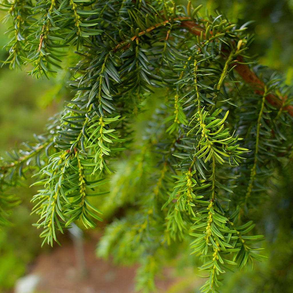 Marrakech Spruce Wood Signature Pure Soy Candle