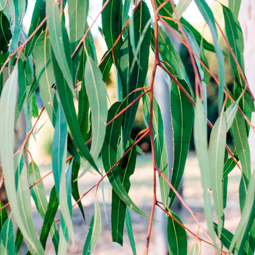 Double Bay Sydney Olive I Rice Castile Soap Bar