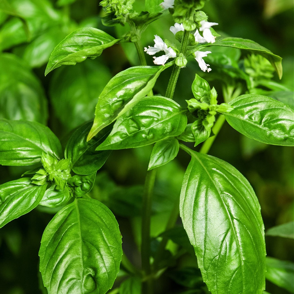 Tuscany SPA Signature Pure Soy Candle