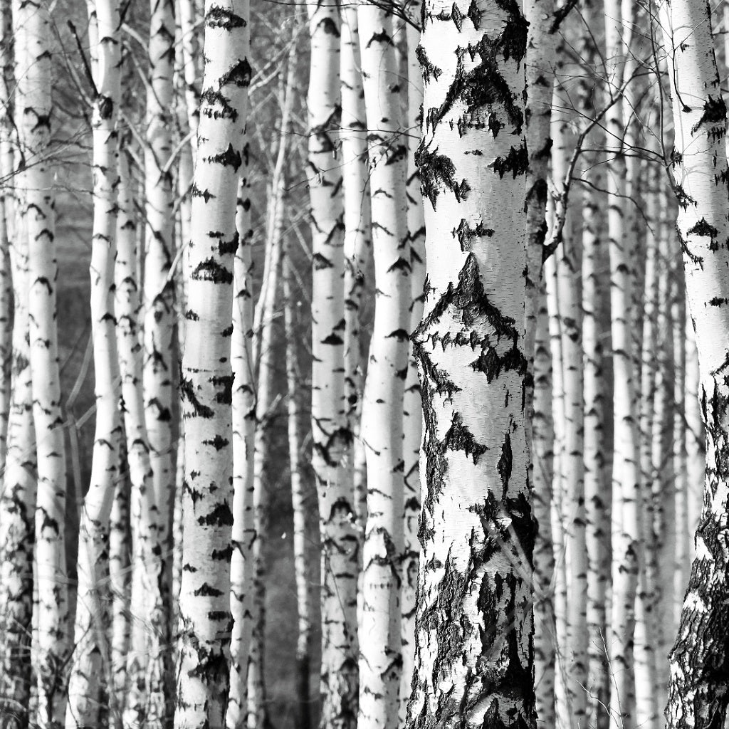 Majik Magnesium B3 Plant Cortisone Herbal Healing Body Cream