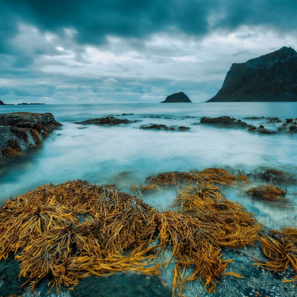 Purity Night Essence