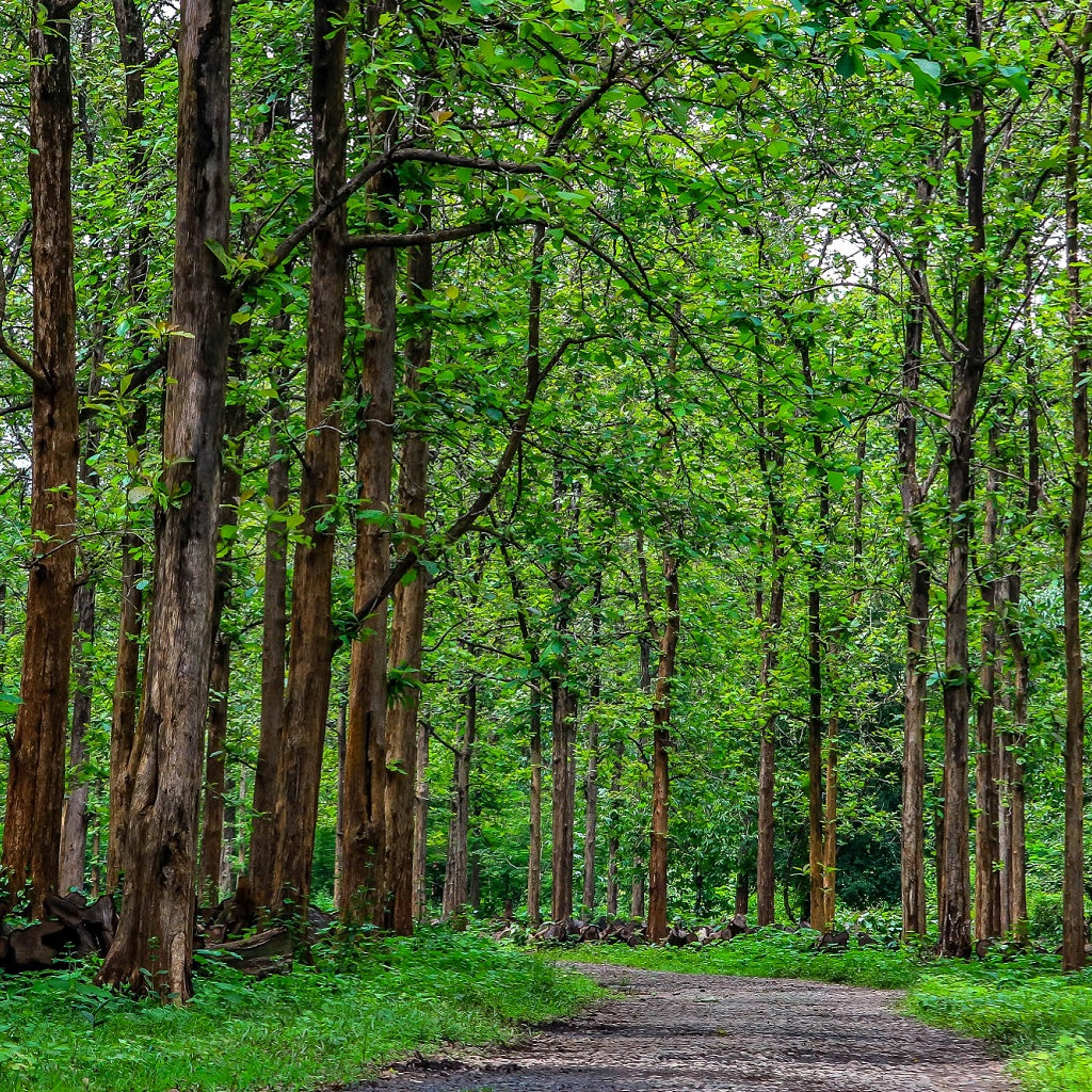 Teakwood Signature Diffuser Oil