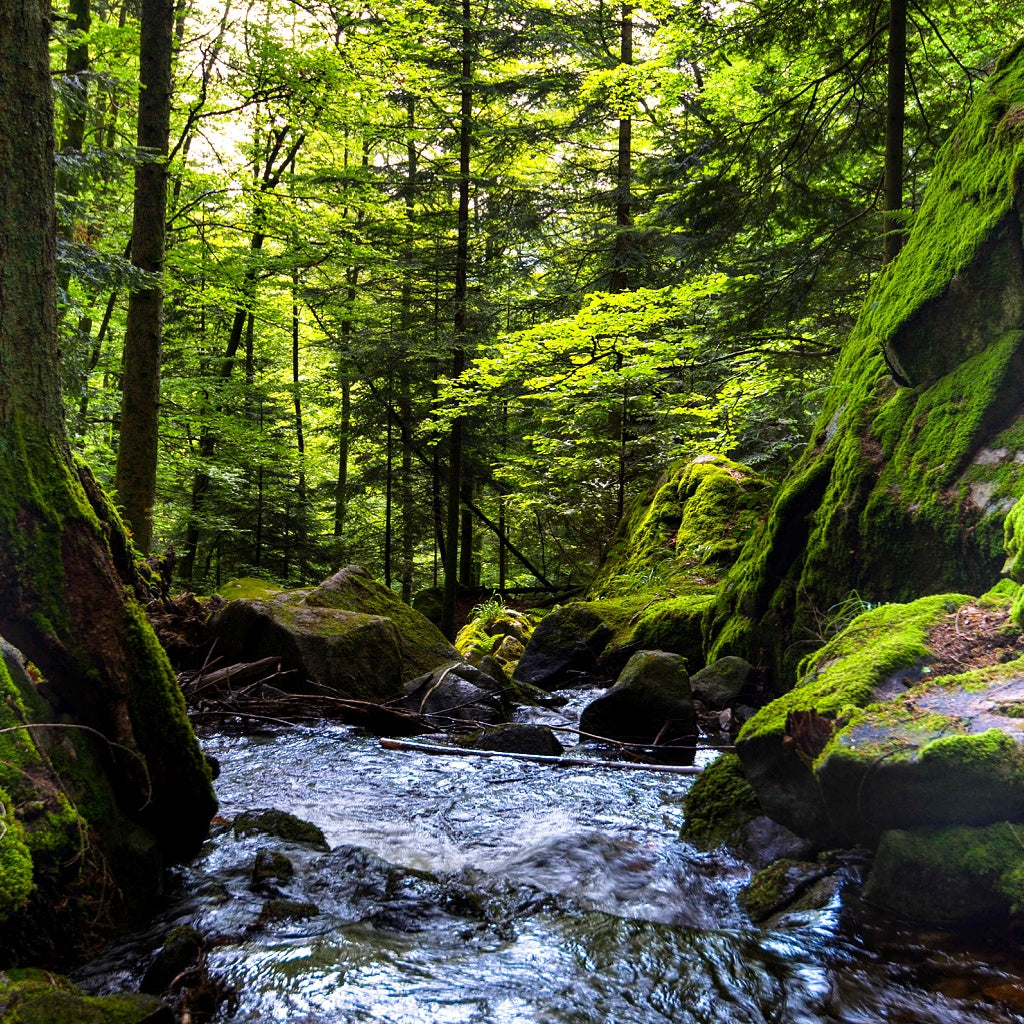 Teak Leaf Signature Pure Soy Candle