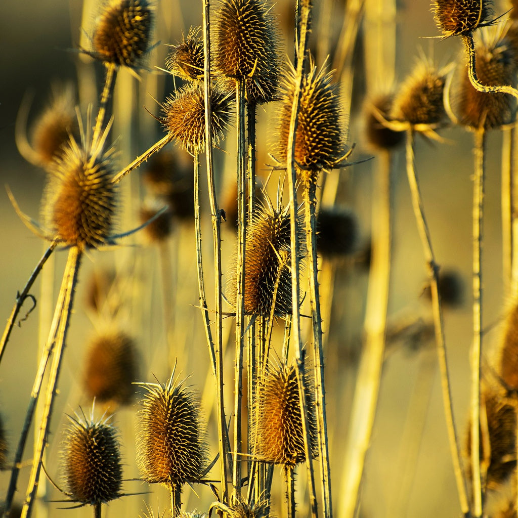 Majik Magnesium B3 Plant Cortisone Herbal Healing Body Cream