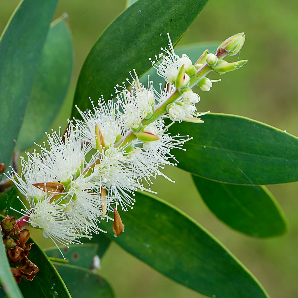 Lemongrass I Melaleuca Hand Sanitiser Travel Mist