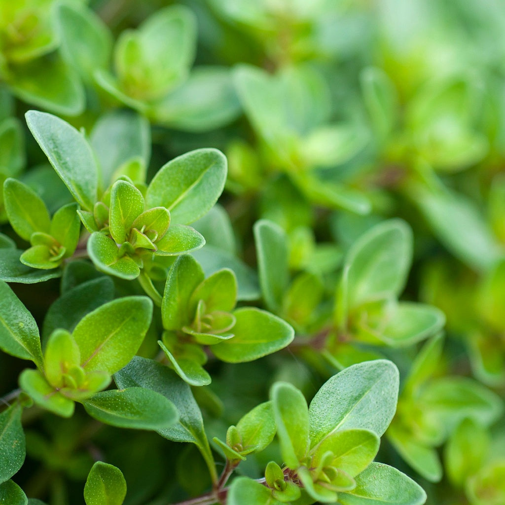 Chest I Breathe Herbal Healing Body Cream