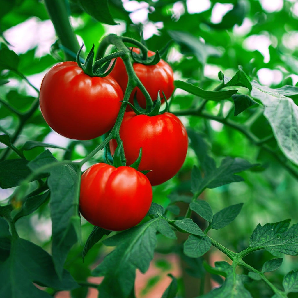 Omega A Plant Retinol Serum Oil Essence