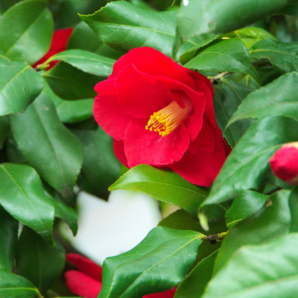 Omega C Plant Collagen Deep Skin Treatment I Concentrated Botanicals