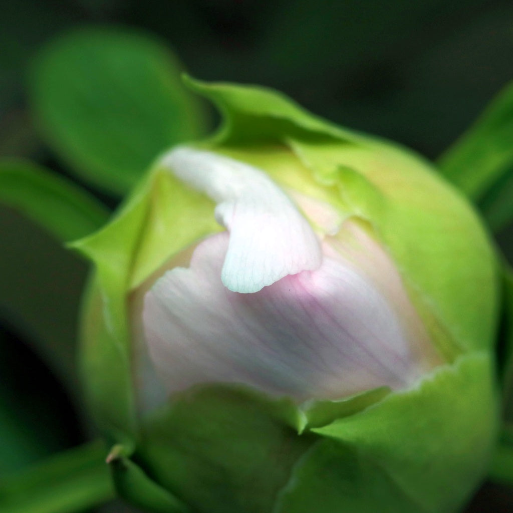 Omega Rice Protein+Bright Skin Cleanse I Exfoliate I Purify I Tone