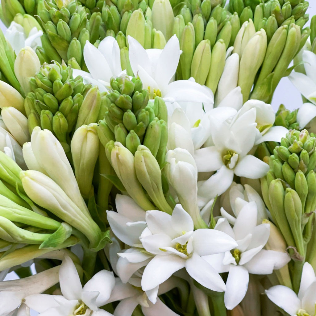 Unconditional Love Energy Healing Body Cream