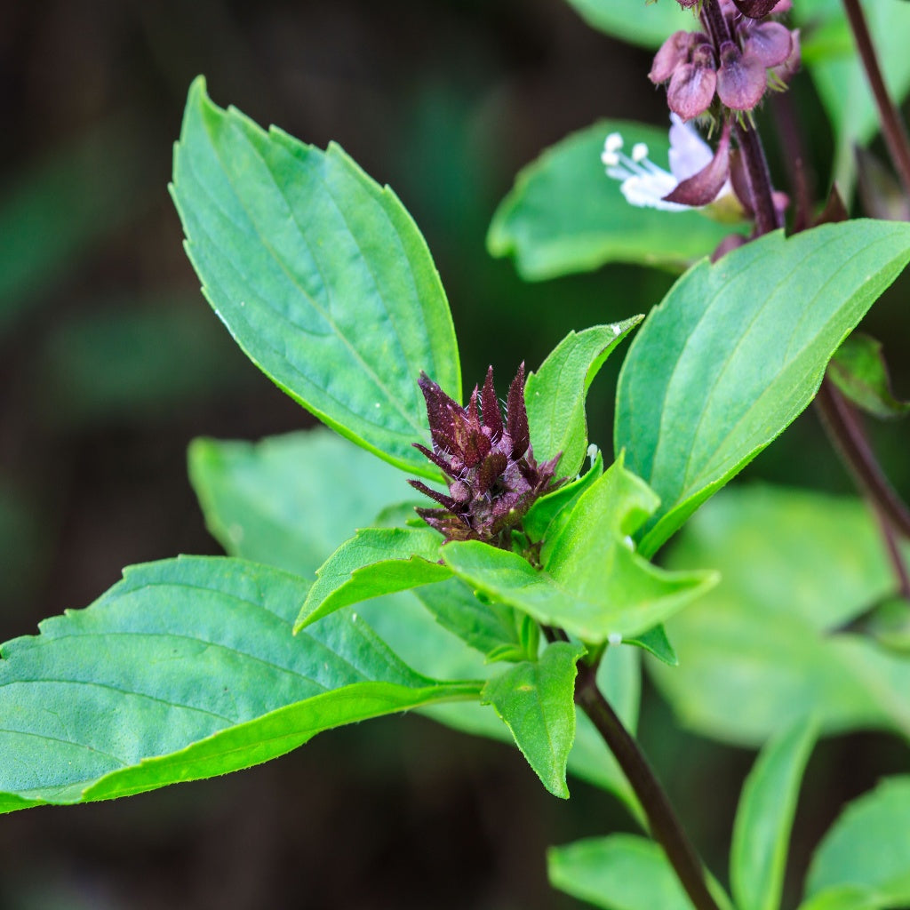 Sleep Essential Oil Roll On