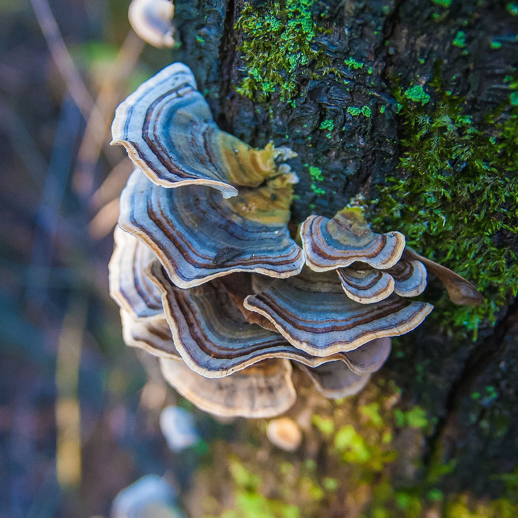 Body Fortify 7 Mushrooms Herbal Cellular Oral Tincture