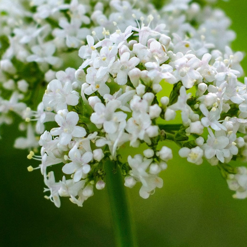 Calm Anxiety Sleep Herbal Cellular Oral Tincture