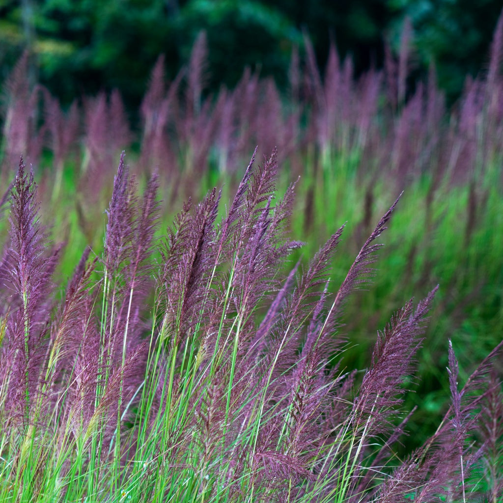 Luxury Vanilla Signature Diffuser Oil
