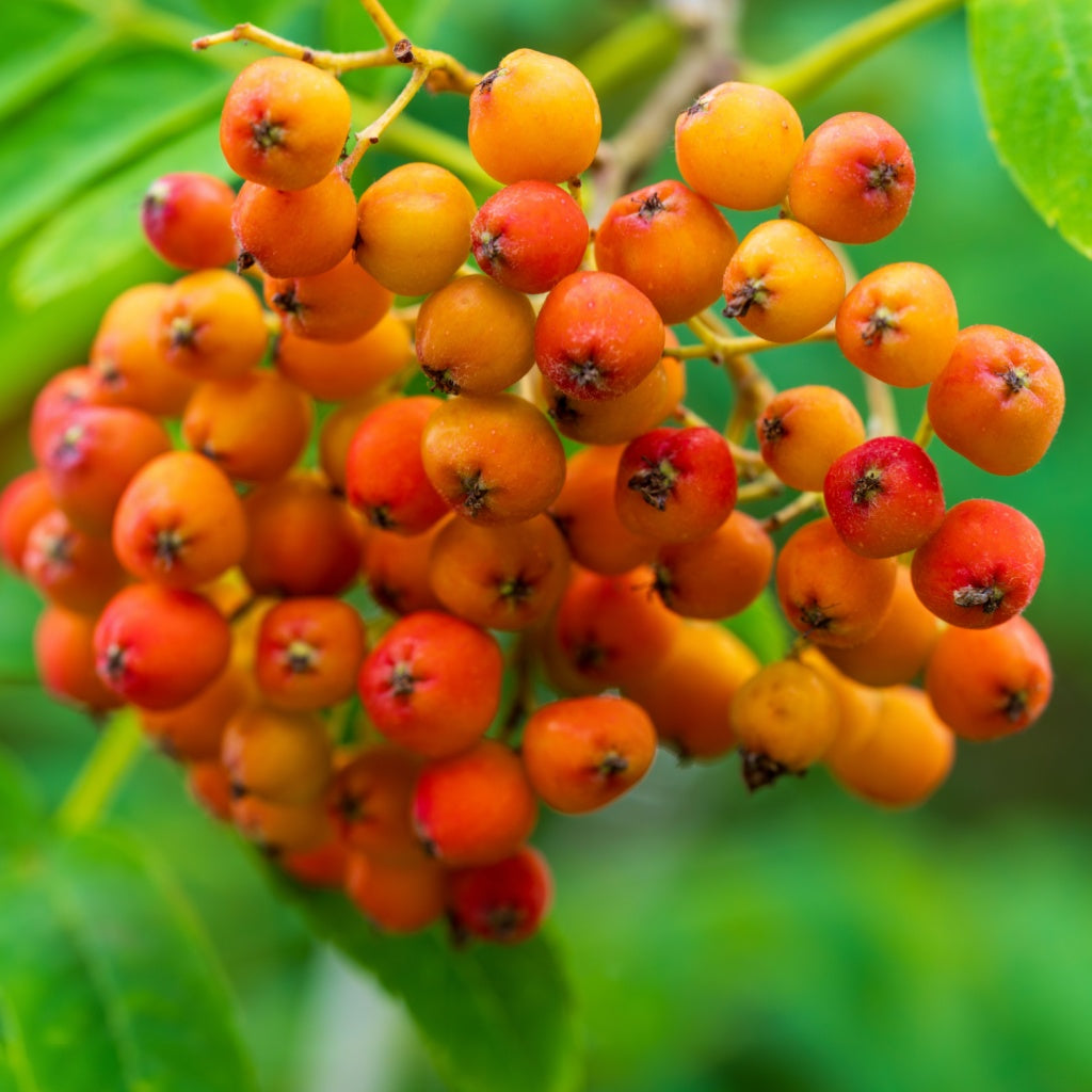 Omega C Serum Oil Essence I Plant Botox Collagen