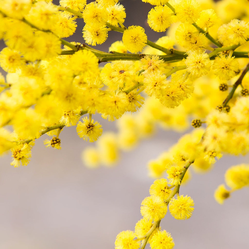 12 Apostles The Great Ocean Road Australian Signature Diffuser Oil I Coastal Floral