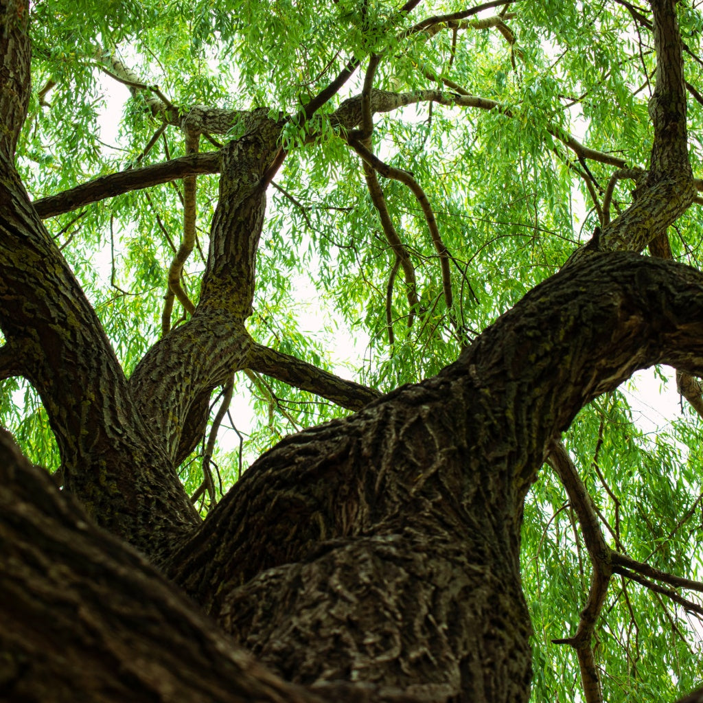 Omega 3 Serum Oil Essence I Peptides Oxygenation