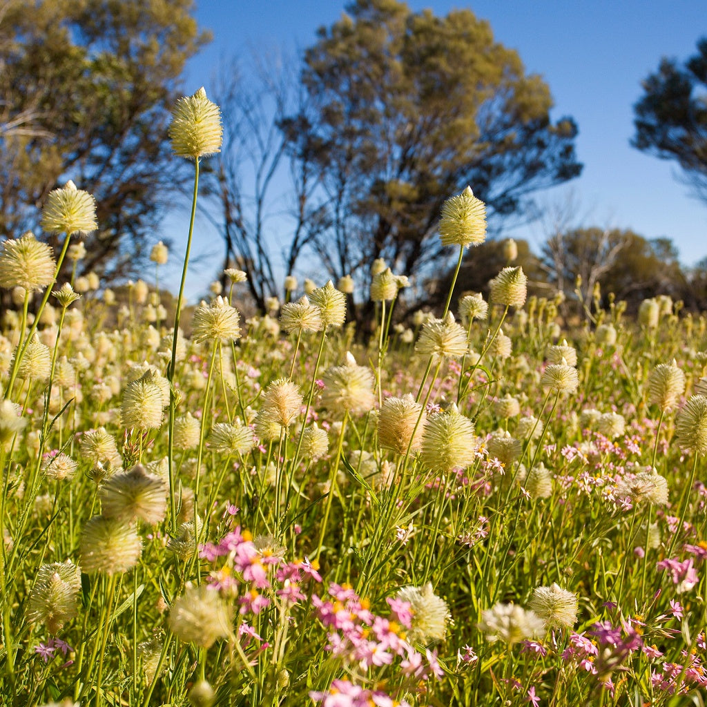 Wildflowers Blooming Pilbara Australian Signature Diffuser Oil I Outback Floral