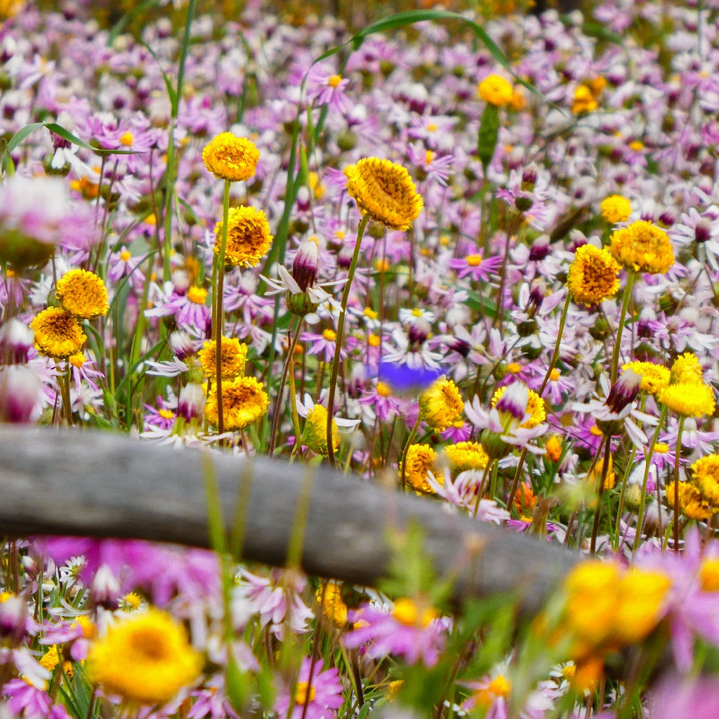 Horizontal Waterfall The Kimberley Australian Signature Pure Soy Candle I Native Coastal Floral