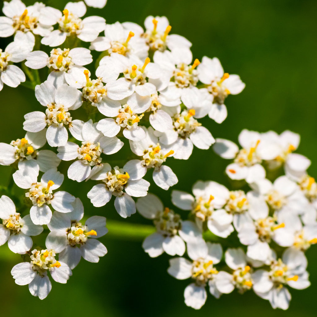 Unconditional Love Energy Healing Body Cream