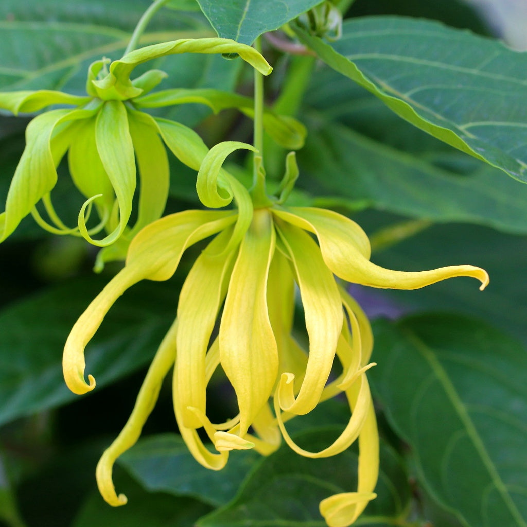 Sagano Honeysuckle Signature Diffuser Oil