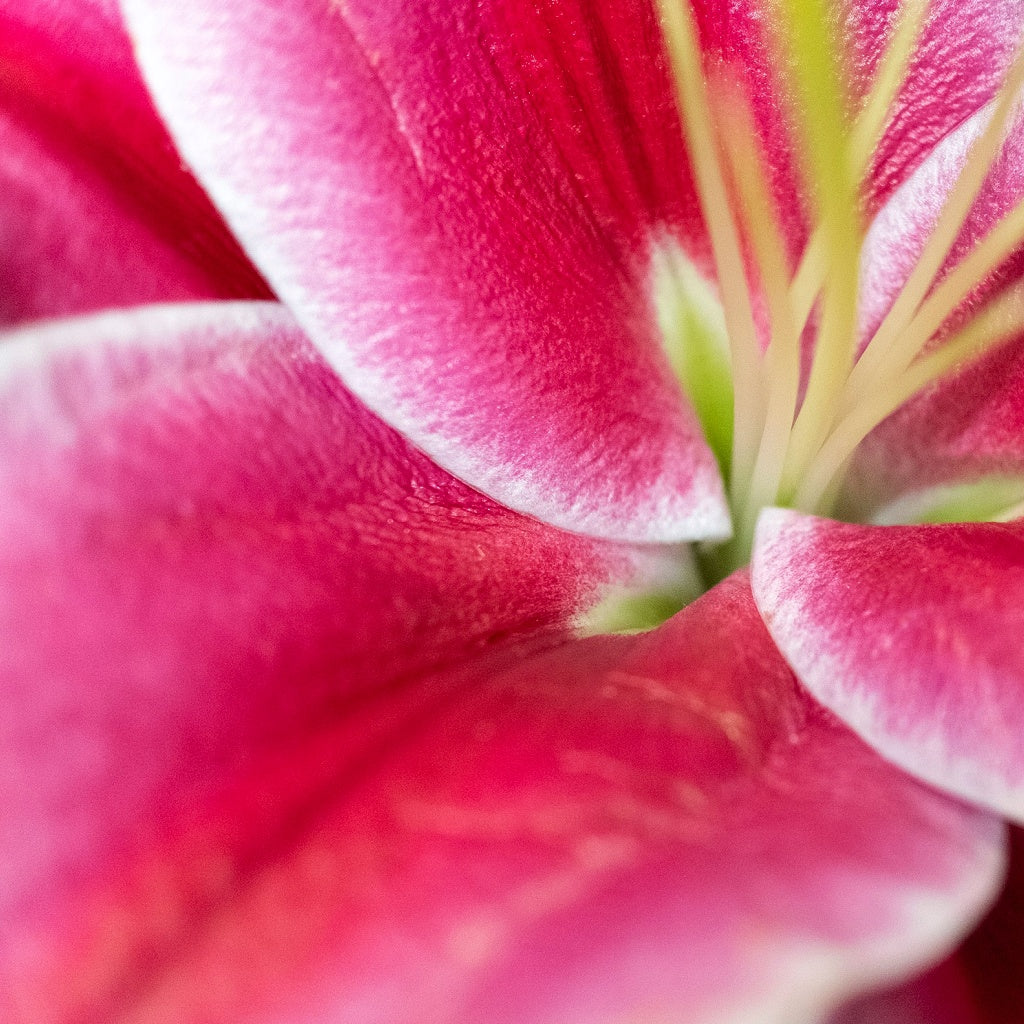 Milan Olive I Clay Castile Luxurious Body Wash